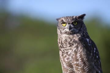 Búho real (Bubo bubo)