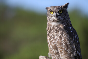 Búho real (Bubo bubo)