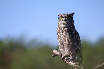Búho real (Bubo bubo)