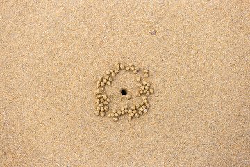 Small Balls of Sand Bubbler Crab on Mission Beach, Queensland, Australia.