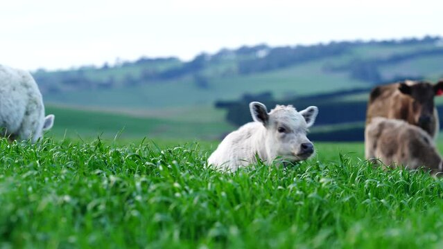 Close up of Stud Beef bulls and cows grazing on grass in a field, in Australia. breeds include speckled park, murray grey, angus, brangus and wagyu.