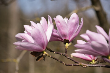 Blühende Magnolie © Peter Allgaier