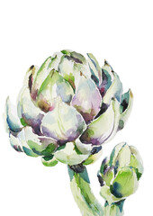 Artichoke watercolor illustrtion. Isolated on white background. Food concept.