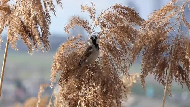 a sparrow on the reeds
