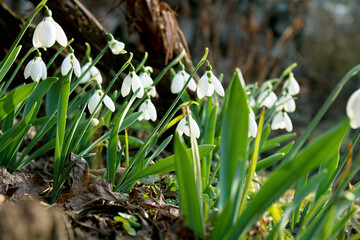 Fototapeta premium Beautiful white blooming snowdrops growing outdoors. Spring flowers