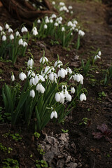 Beautiful white blooming snowdrops growing outdoors. Spring flowers