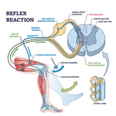 Reflex reaction with knee stimulus test process explanation outline diagram. Labeled educational scheme with anatomical body reaction to impulse vector illustration. Receptors or sensory neuron check - obrazy, fototapety, plakaty