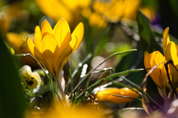 Gelbe Krokusse im Beet