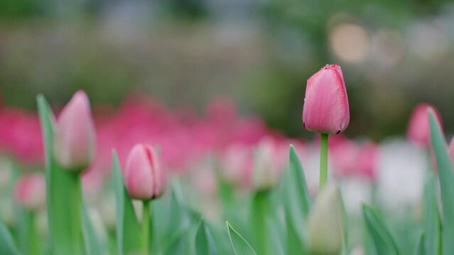 春の雨、朝露、夜露に濡れ水滴のついた花　チューリップの花びら　マクロ　花のエキス、香り、成分、化粧、美容のイメージ