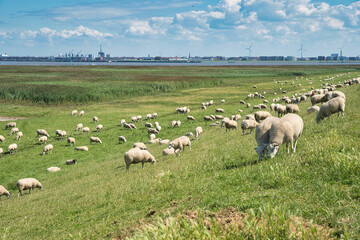Obraz premium Nordseeküste Deutschland Schafe auf dem Deich