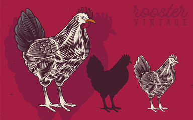 Hand Drawn Rooster and Hen Vintage Illustration. Rooster produce label for business farm and manufacturing.