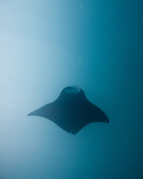 Mantarochen gleitet unter dir hindurch