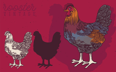 Hand Drawn Rooster and Hen Vintage Illustration. Rooster produce label for business farm and manufacturing.