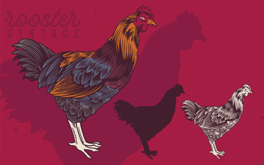 Hand Drawn Rooster and Hen Vintage Illustration. Rooster produce label for business farm and manufacturing.