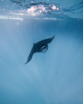 Mantarochen kommt auf dich zu