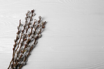 Beautiful willow branches with fuzzy catkins on white wooden table, flat lay. Space for text