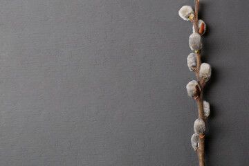 Fototapeta na wymiar Beautiful willow branch with fuzzy catkins on grey table, top view. Space for text