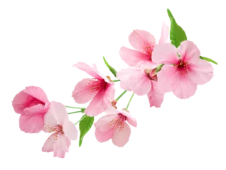 Foto op Plexiglas Spring sakura cherry blossom, branch with blooming flowers. Japanese flowers. © wowow
