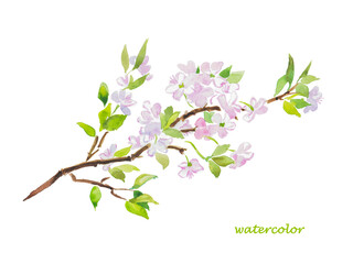 Blooming tree , sakura, cherry blossom, flowers , bloom, spring tree, watercolor illustration, white , pink flowers 