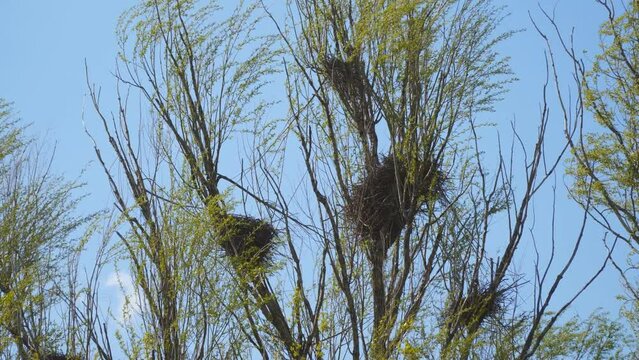 Empty nests of crows on trees that are swayed by the wind