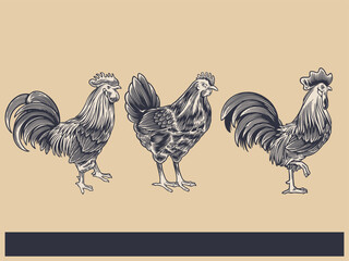 Poultry Farm Vintage Illustration. Engraved Chicken, Roster, baby chick and egg illustrations. Rural natural bird farming. Poultry business.