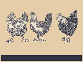Poultry Farm Vintage Illustration. Engraved Chicken, Roster, baby chick and egg illustrations. Rural natural bird farming. Poultry business.