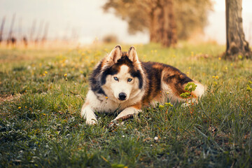 Husky Brown Playing in a Sunny Spring Day