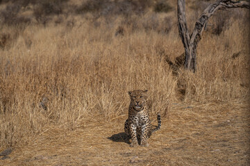 a leopard searching for prey in the grasslands of Namibia's Kalahari Desert