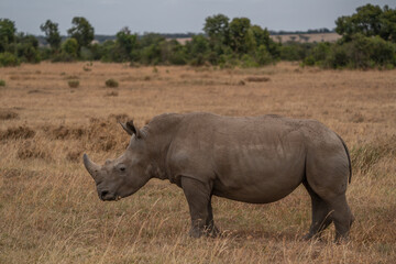 Fototapeta premium White Rhinoceros, Lake Nakuru National Park, Kenya, Ceratotherium simum