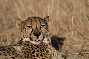 A cheetah searching for prey in the grasslands of the Kalahari Desert in Namibia.