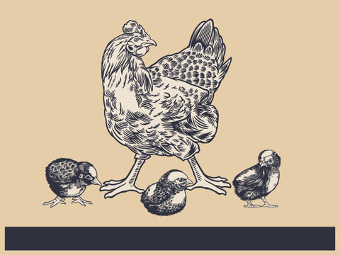 Poultry Farm Vintage Illustration. Engraved Chicken, Roster, baby chick and egg illustrations. Rural natural bird farming. Poultry business.