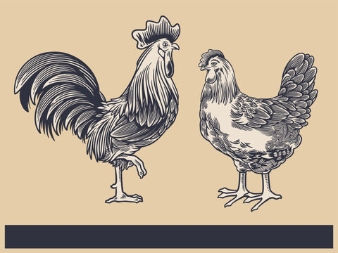 Poultry Farm Vintage Illustration. Engraved Chicken, Roster, baby chick and egg illustrations. Rural natural bird farming. Poultry business.