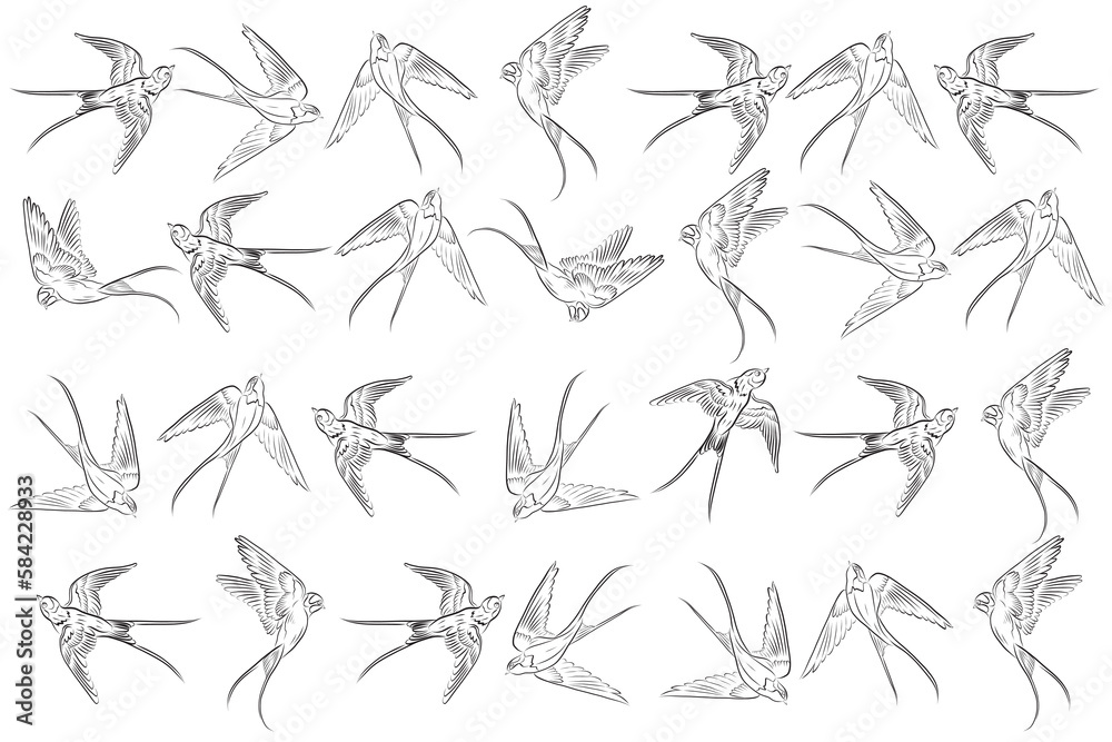 Wall mural illustration out line of swallow on white backgroud.