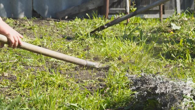 Man gardener removes weeds with a shovel in the garden.