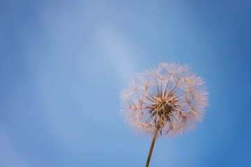 Obraz premium a large fluffy dandelion in the sunset rays