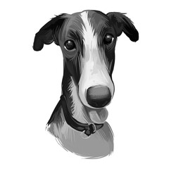 Polish Greyhound dog portrait isolated on white. Digital art illustration hand drawn dog for web, t-shirt print and puppy food cover design. Chart polski, Polish sighthound breed, puppy with tongue
