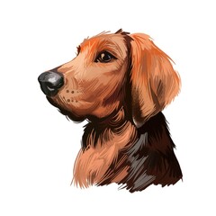 Polish Hound dog portrait isolated on white. Digital art illustration of hand drawn dog for web, t-shirt print and puppy food cover design. Ogar Polski, breed of hunting dog indigenous to Poland.