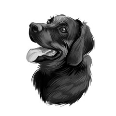 Polish Hunting dog portrait isolated on white. Digital art illustration of hand drawn dog for web, t-shirt print and puppy food cover design. Scenthound Gonczy Polski breed of scent hound, Poland.