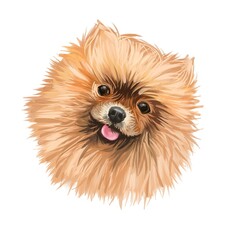 Pomeranian dog portrait isolated on white. Digital art illustration of hand drawn dog for web, t-shirt print and puppy food cover design. Breed of dog of the Spitz . Pom toy, small size dog.