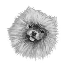 Pomeranian dog portrait isolated on white. Digital art illustration of hand drawn dog for web, t-shirt print and puppy food cover design. Breed of dog of the Spitz . Pom toy, small size dog.