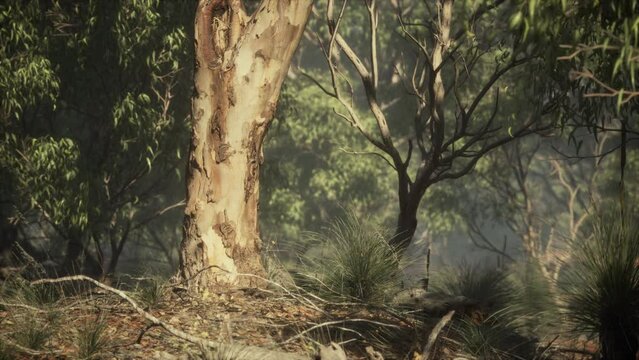 australian outback with trees and yellow sand