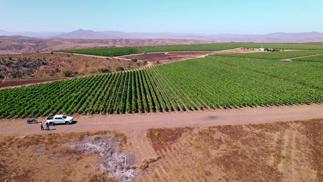 Aerial rotating shot of a farmer at the side of his vineyard in the Limari Valley