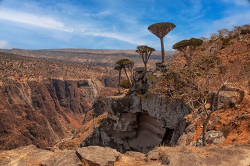 Fototapeta na wymiar Fantasy landscape with dragon trees and rocky canyons. Socotra Island. Yemen. endemic plants. Island symbol.