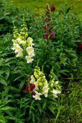 White yellow snapdragon flowers in the summer garden (antirrhinum majus)