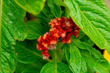 Red-orange flowers of celosia in the summer garden (celosia cristata mixed)
