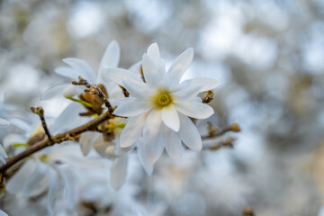 fleurs de magnolias blanche sur leur arbre