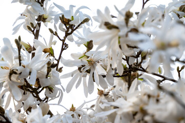 Fleurs blanches de magnolias sur leur arbre