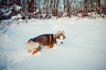 Winter Brown husky playing in the snow 