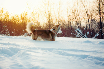 Winter Brown husky playing in the snow 