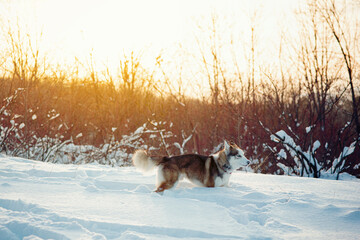 Winter Brown husky playing in the snow 